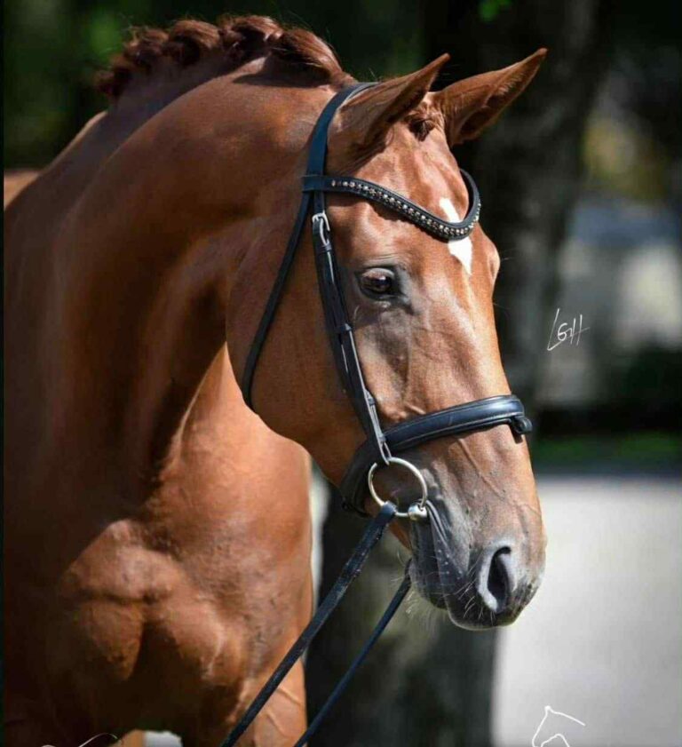 Lady Loxley, jument Rheinland