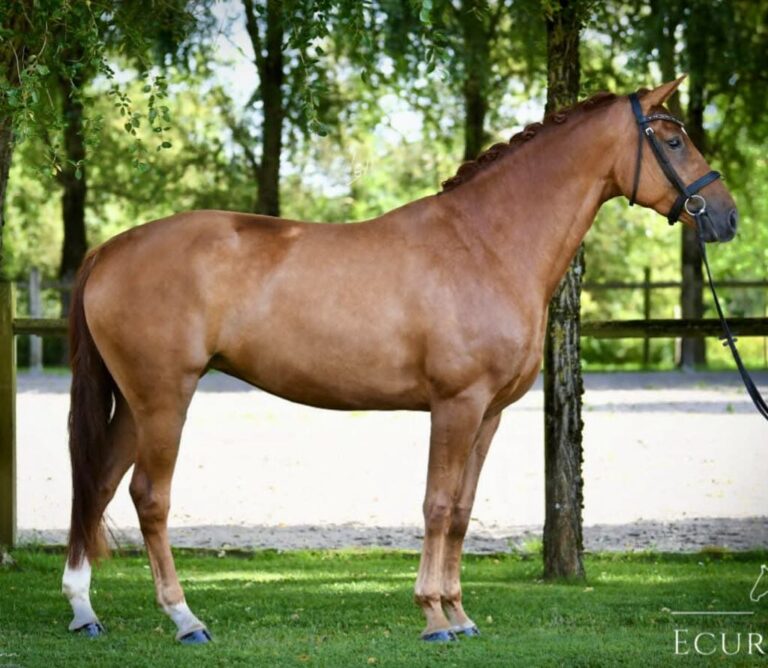 Lady Loxley, au modèle