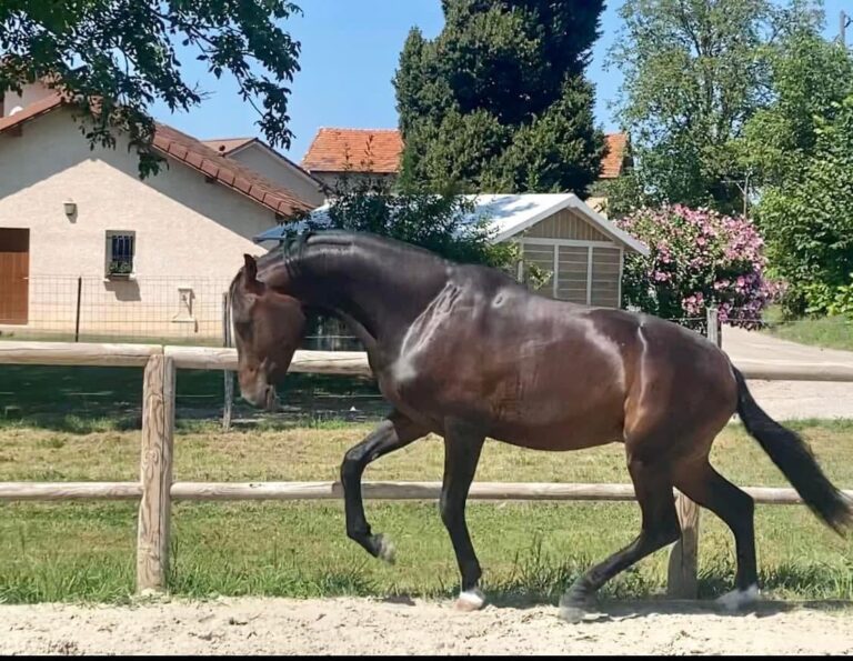Fidersun, frère de Firesun