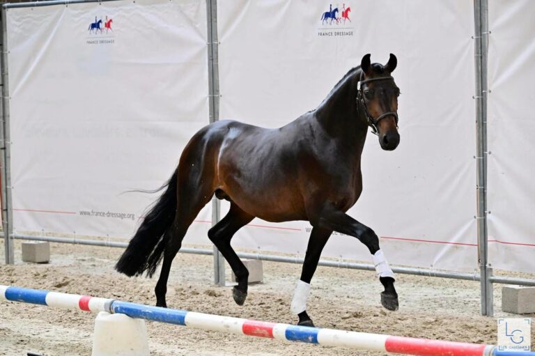 Fursten Sun, frère de Firesun