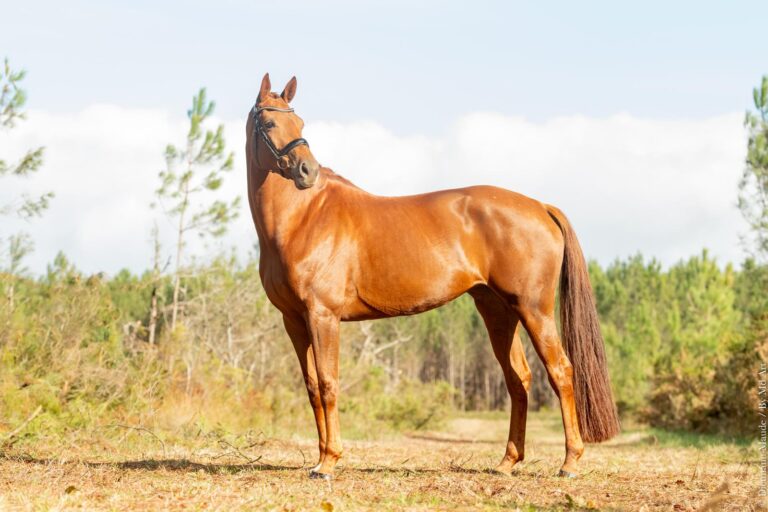 Néméarina, jument de dressage