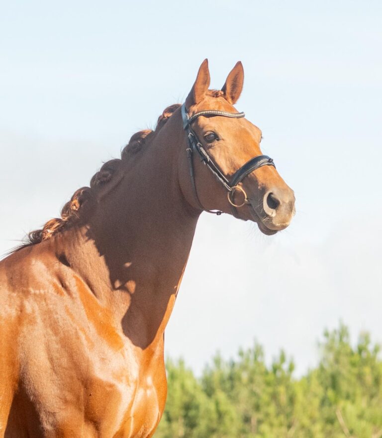 Néméarina, jument de dressage