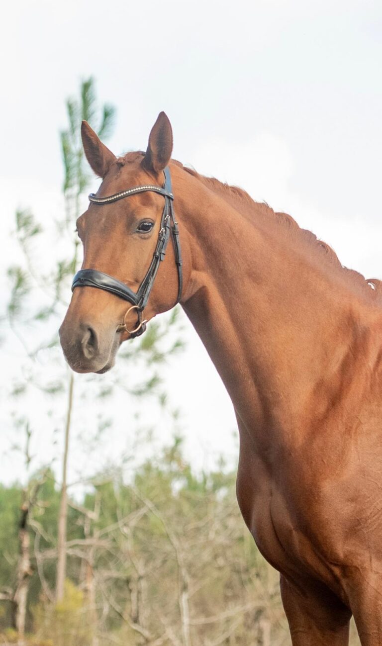 Néméarina, jument de dressage