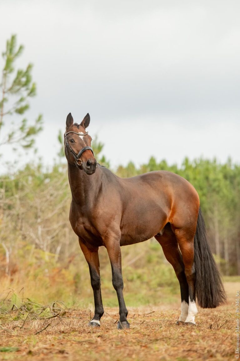 Qaruh LH, cheval de dressage à vendre
