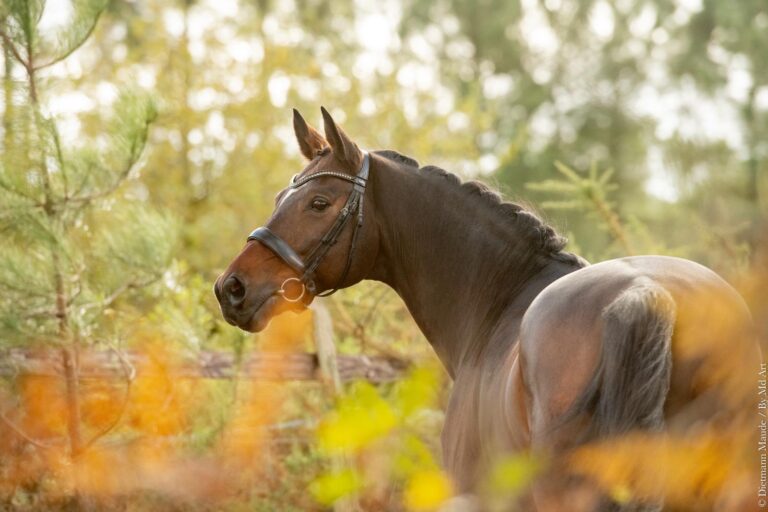 Qaruh LH, cheval hanovrien à vendre