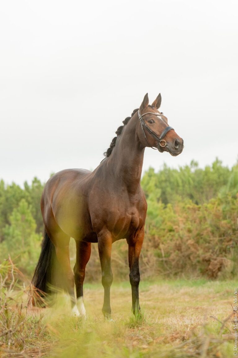 Qaruh LH, cheval de dressage