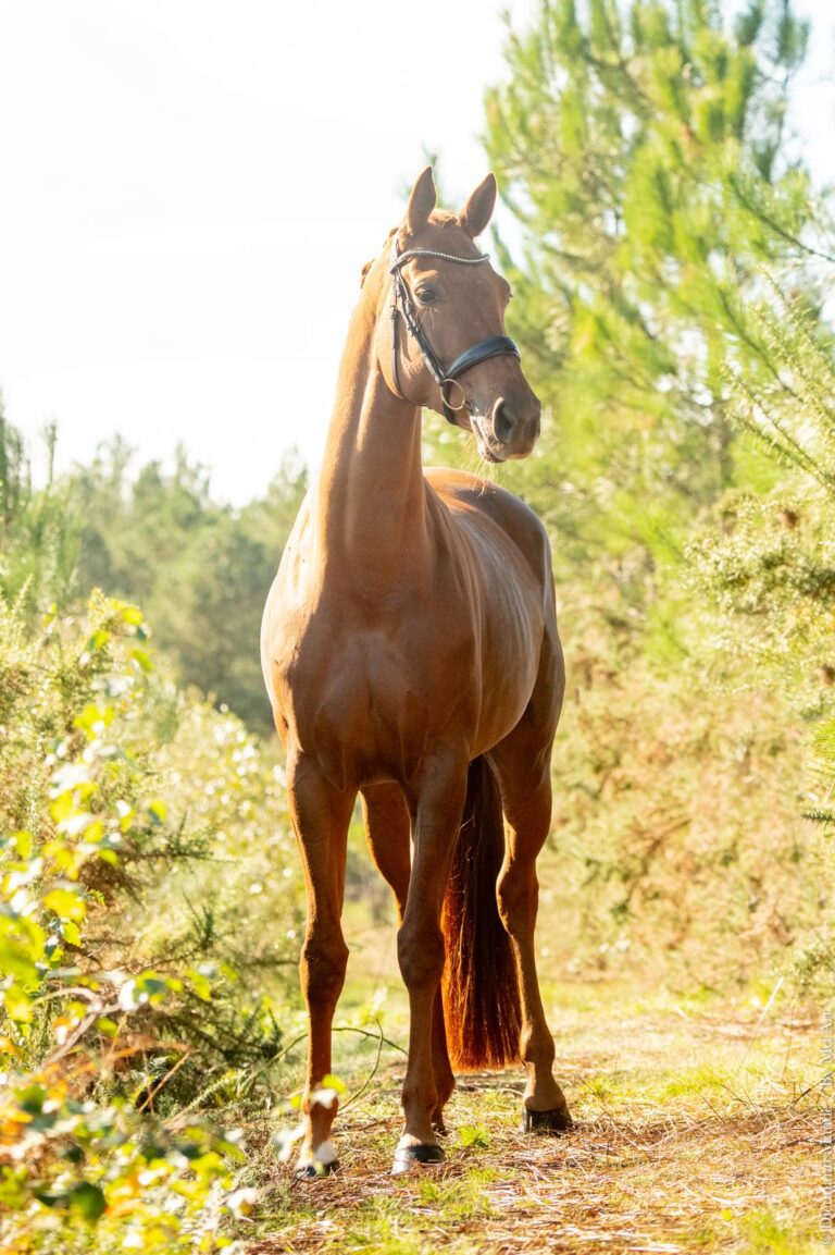 Néméarina, jument de dressage