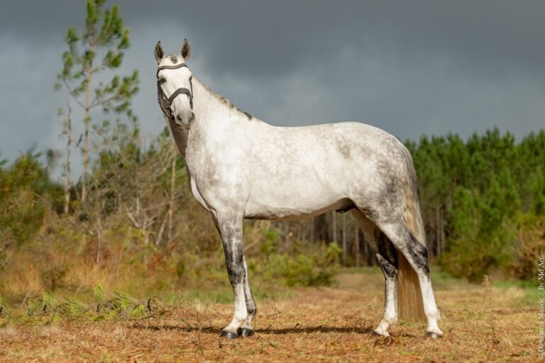 Queluz, cheval de dressage