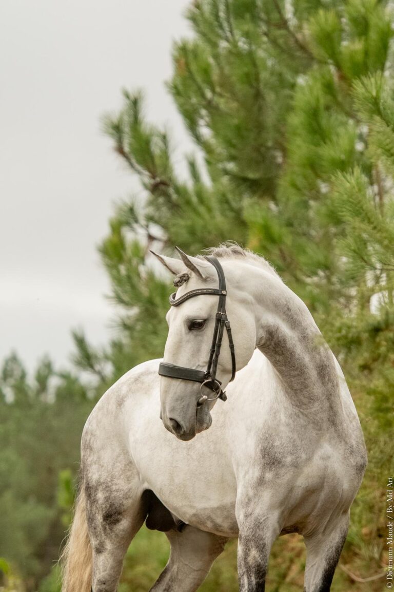 Queluz, cheval de dressage