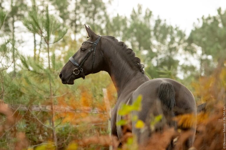 Doriane de Malleret, jument de dressage