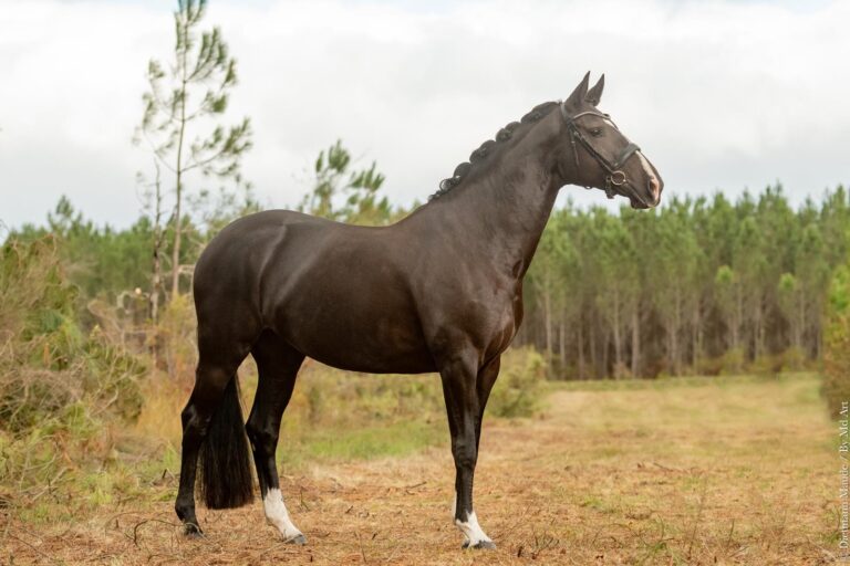 Doriane de Malleret, jument de dressage