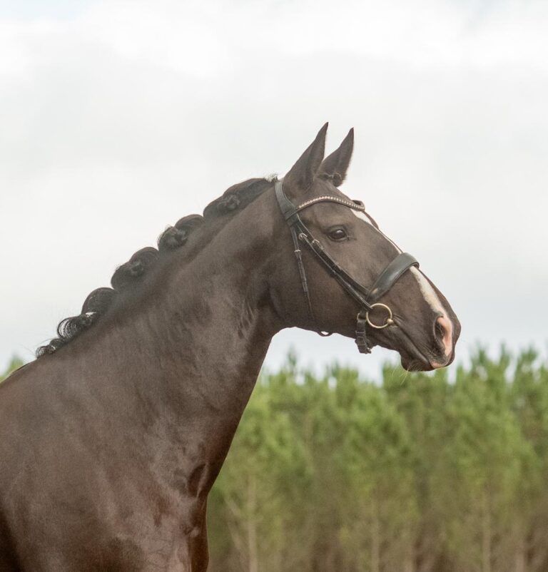 Doriane de Malleret, jument de dressage
