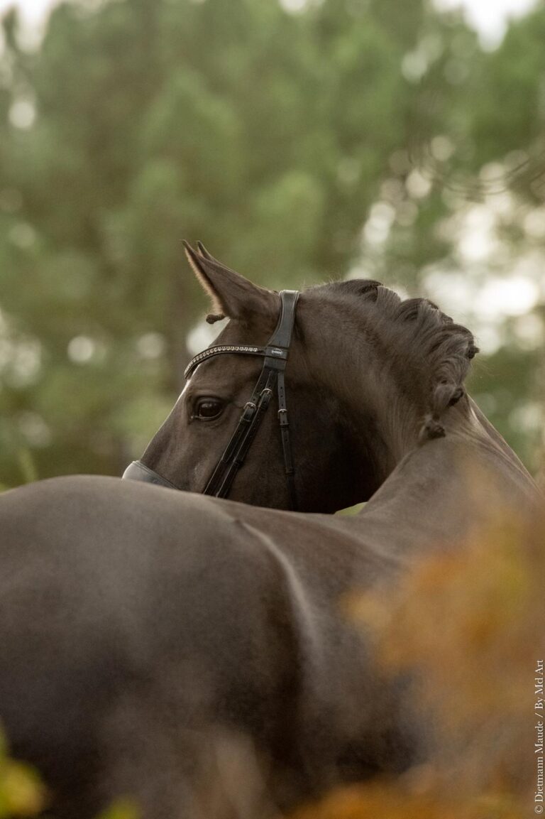 Doriane de Malleret, jument de dressage