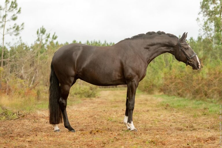 Doriane de Malleret, jument de dressage