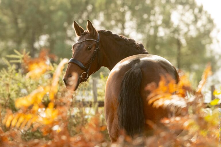 Portrait d'Eyra, jument de dressage