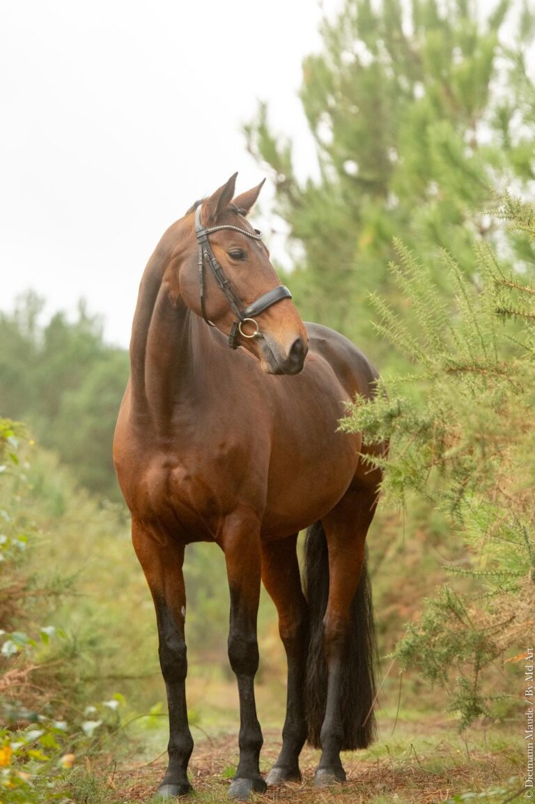 Eyra, jument de dressage