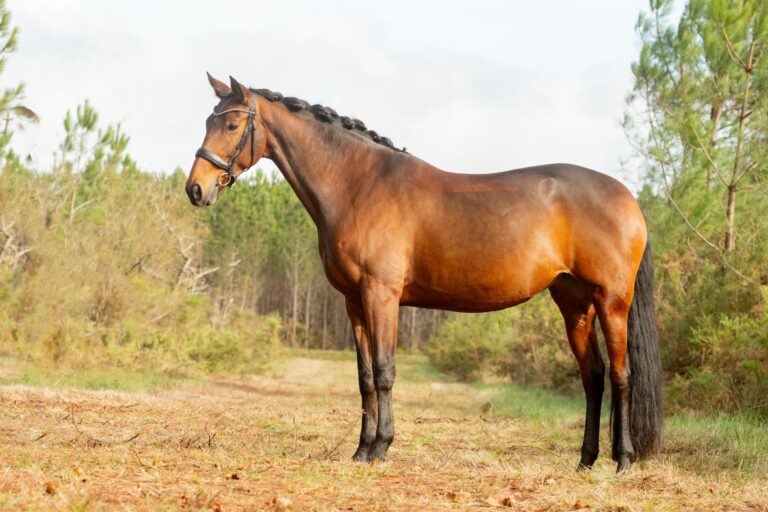 Eyra, Jument de dressage