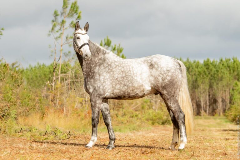 Dwayne, cheval de dressage