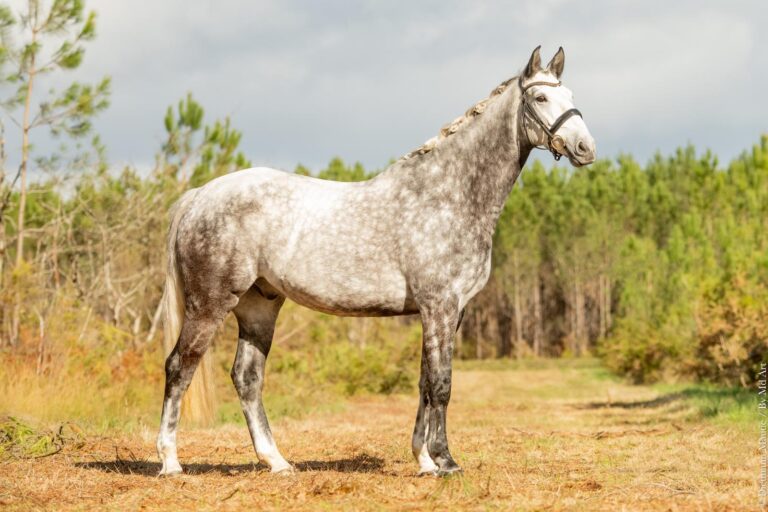Dwayne, cheval de dressage