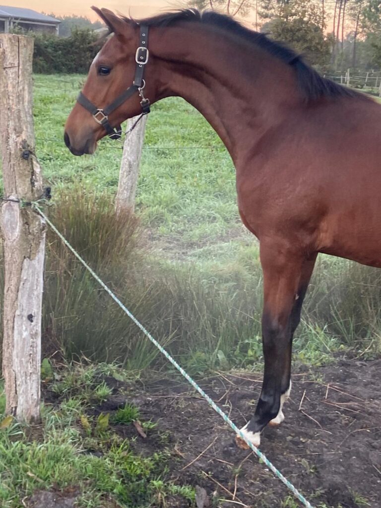 Valentin, Poulain de dressage