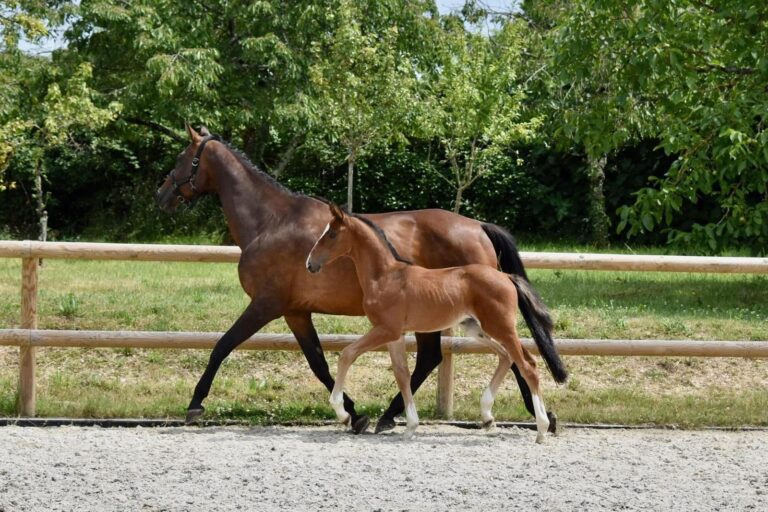 Optimus la Lunotte, Poulain de dressage