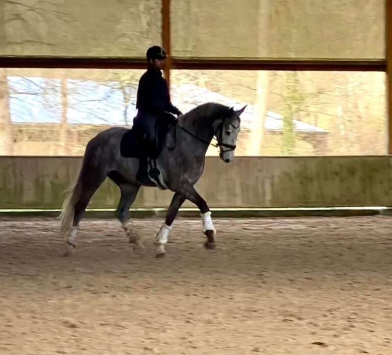 Dwayne, cheval de dressage au travail.