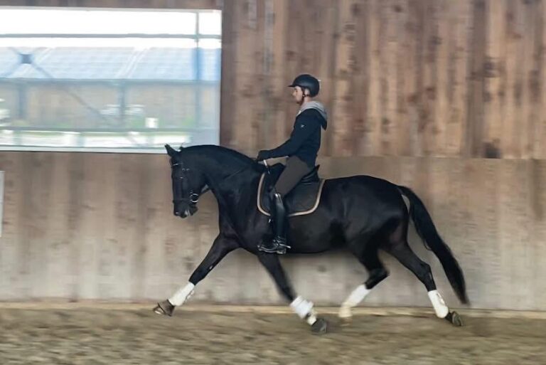 Doriane de Malleret, jument de dressage
