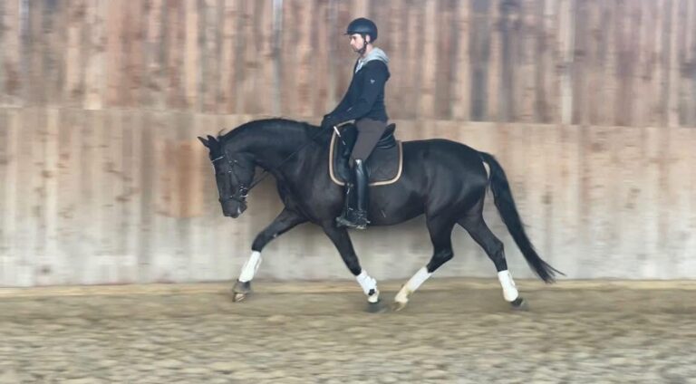 Doriane de Malleret, jument de dressage