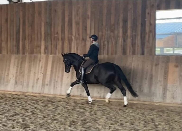 Doriane de Malleret, jument de dressage