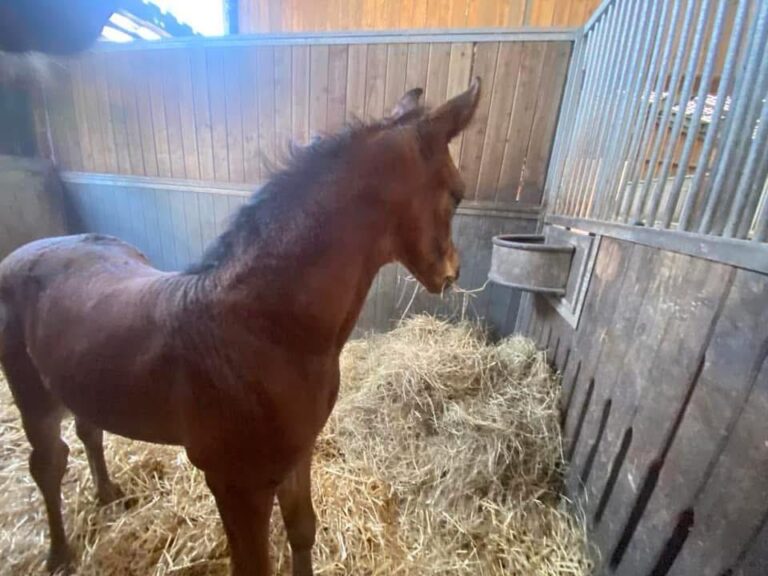 Firesun, poulain de dressage