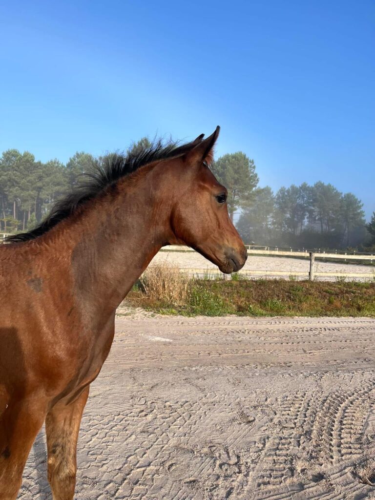 Firesun, poulain de dressage