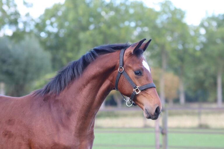 Valentin, Poulain de dressage