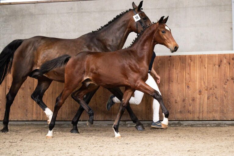 Valentin, Poulain de dressage