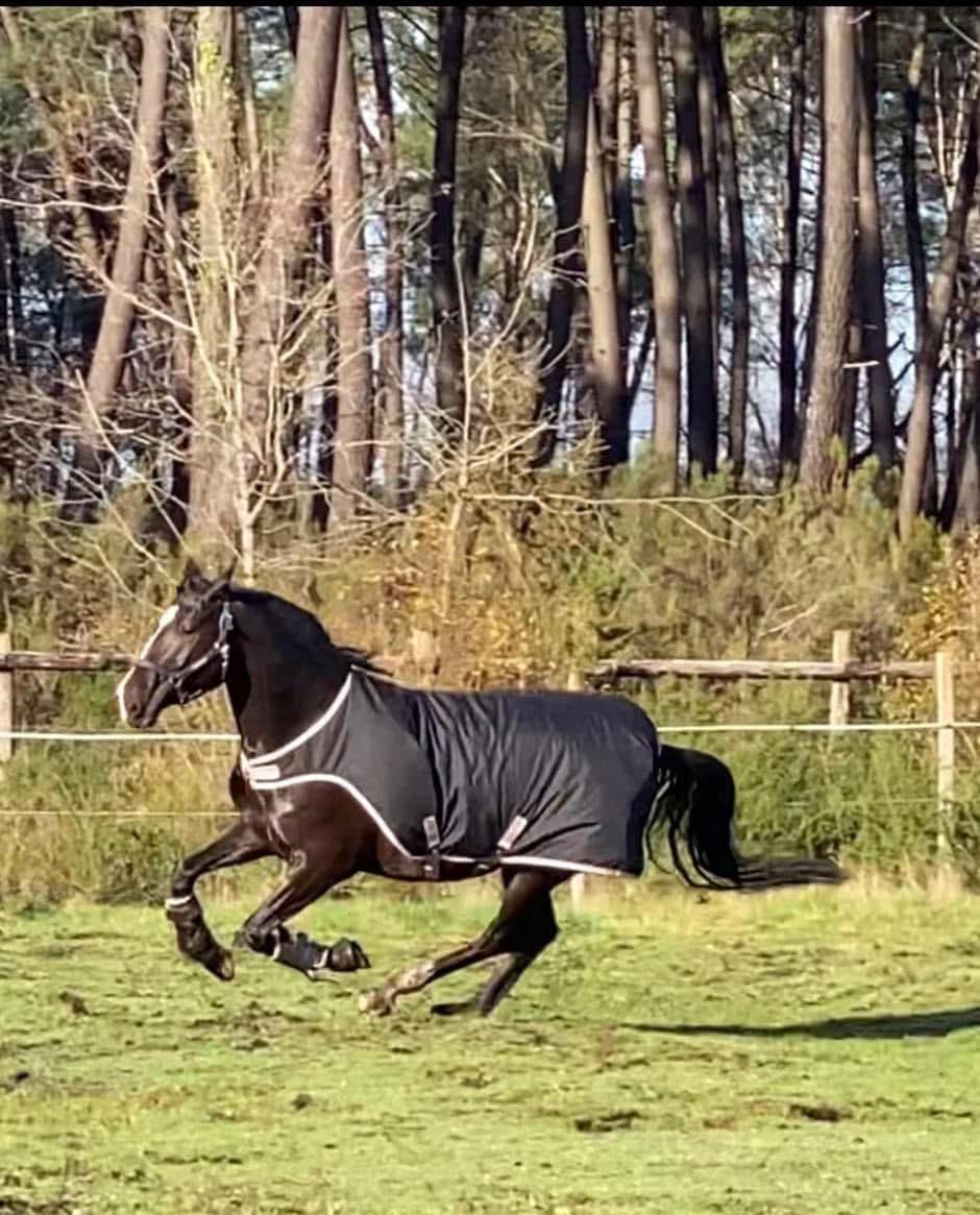 Cheval au pré au haras de piquès