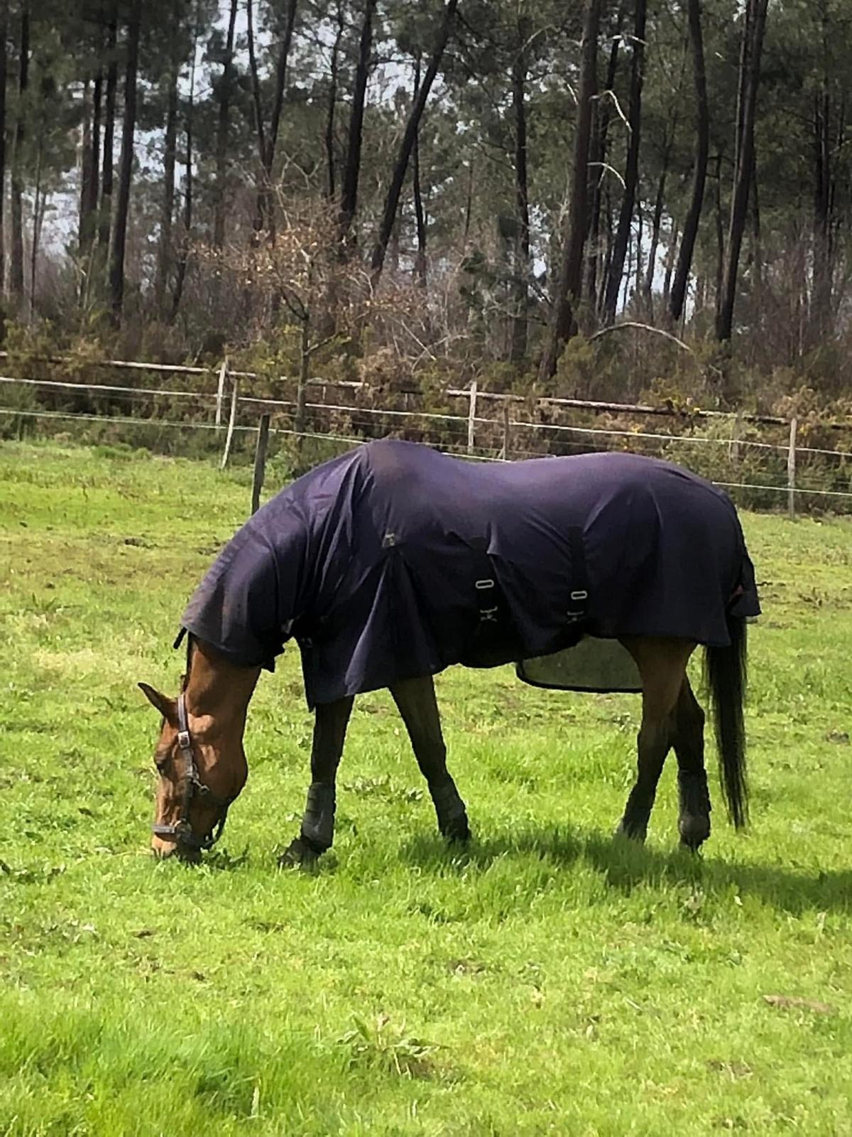Cheval au pré au haras de piquès