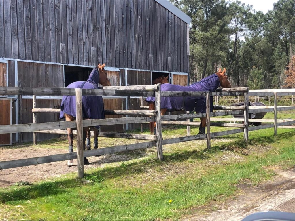 Les boxes terrasse ont du succès auprès des chevaux du Haras de Piquès