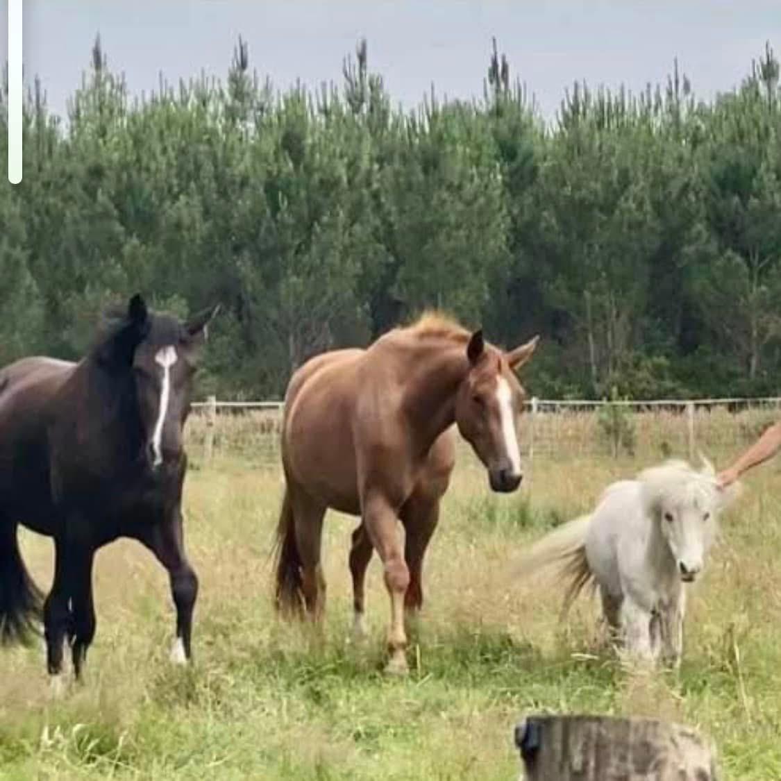 Des chevaux et poneys au pré au Haras de Piquès