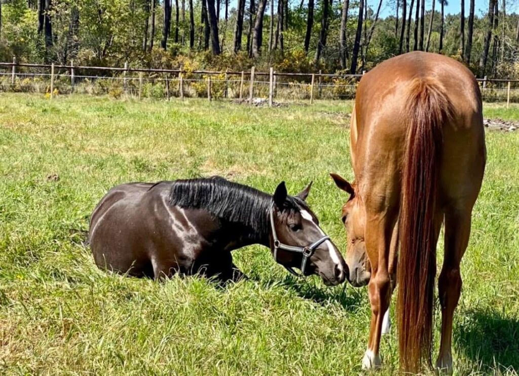 Les chevaux sont heureux au Haras de Piquès