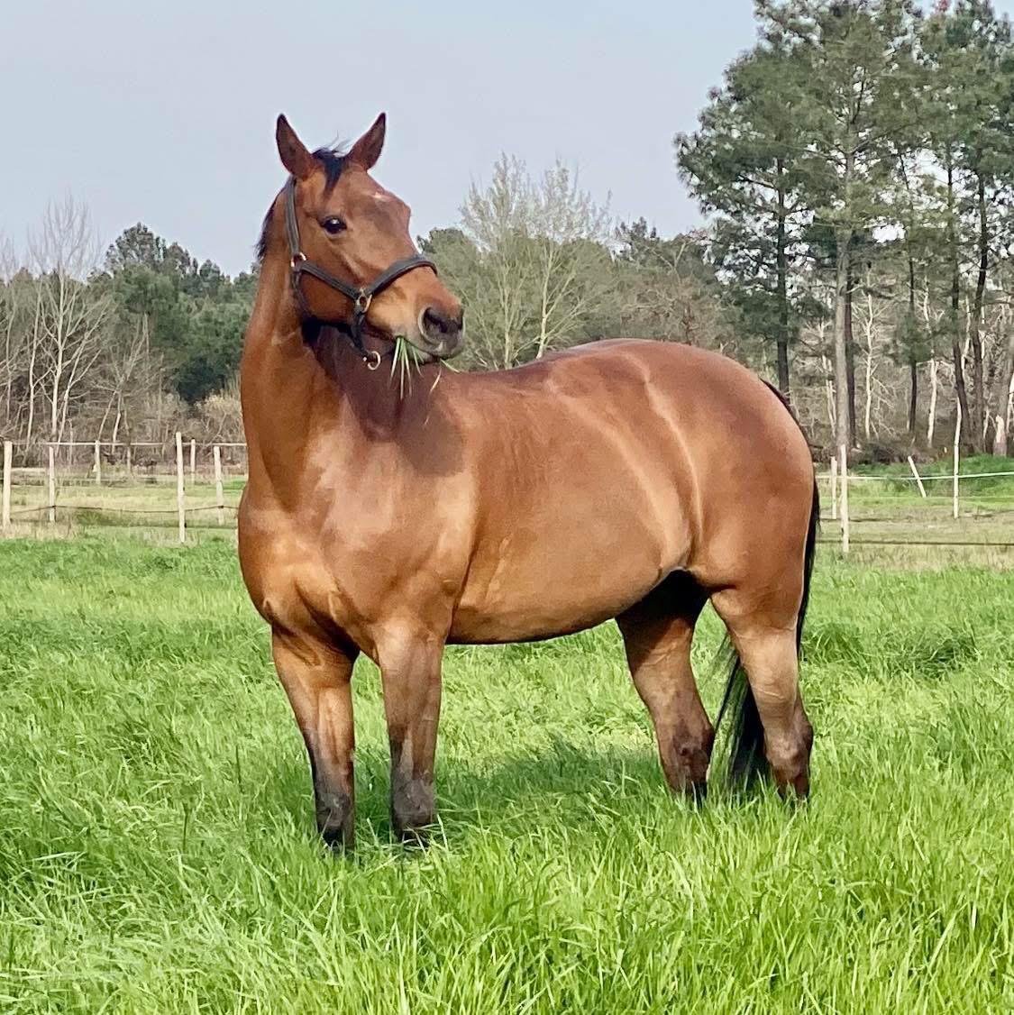 L'herbe de manque pas dans les prés du Haras de Piquès