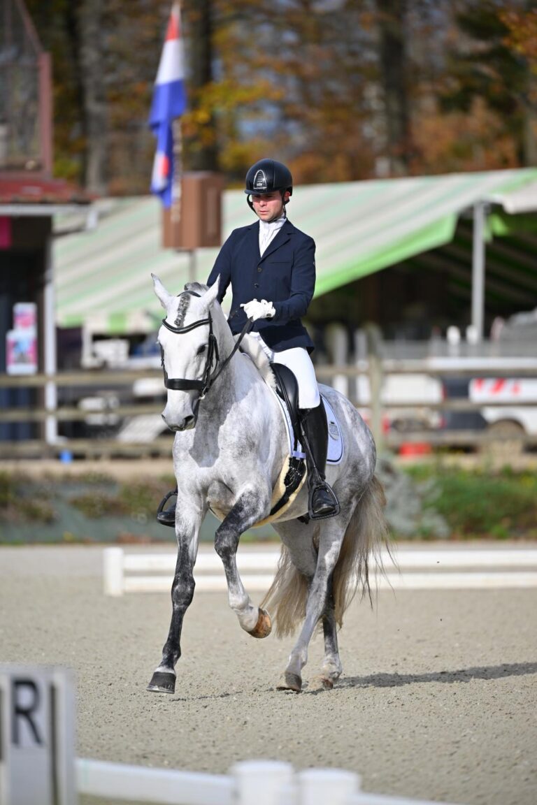 Queluz, cheval de dressage à vendre