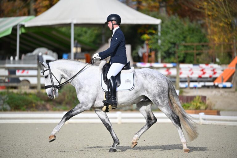 Queluz, cheval de dressage à vendre