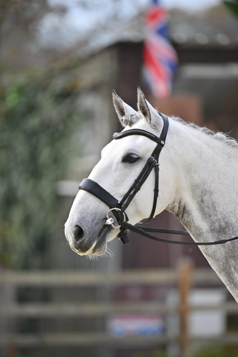 Queluz, cheval de dressage à vendre