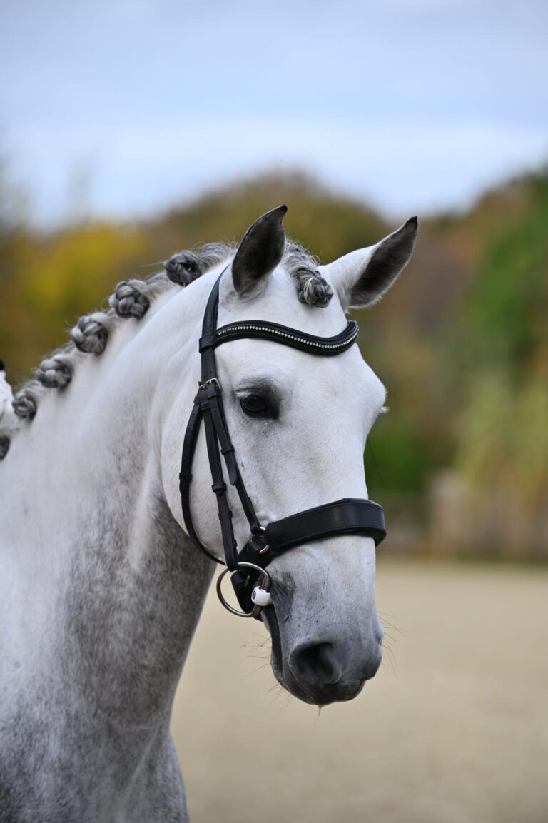 Queluz, cheval de dressage à vendre