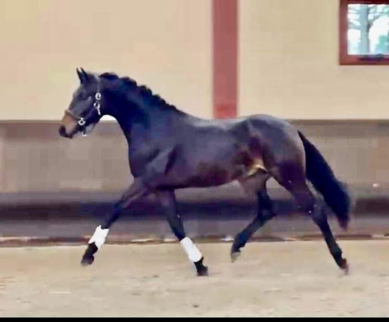 Furstensun, cheval de dressage