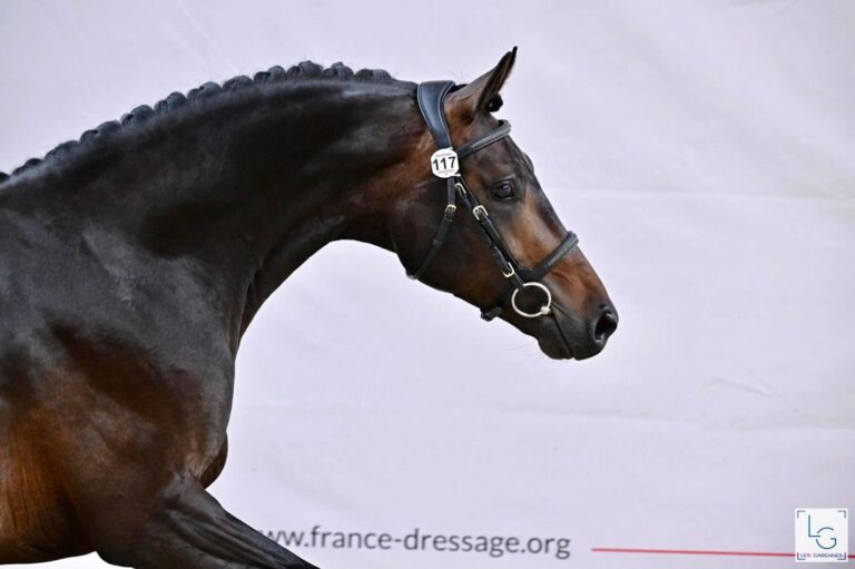 Furstensun, cheval de dressage