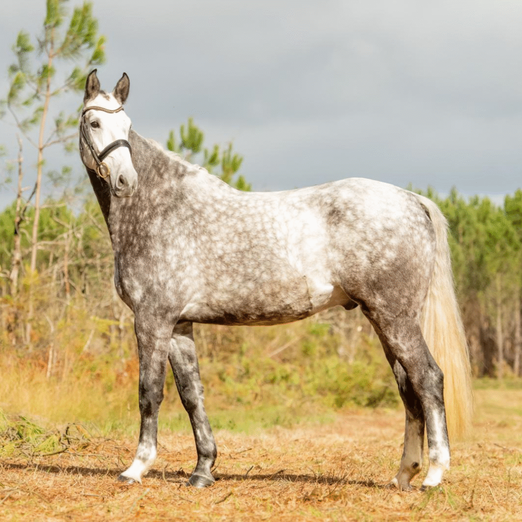 Dwayne, cheval de dressage à vendre