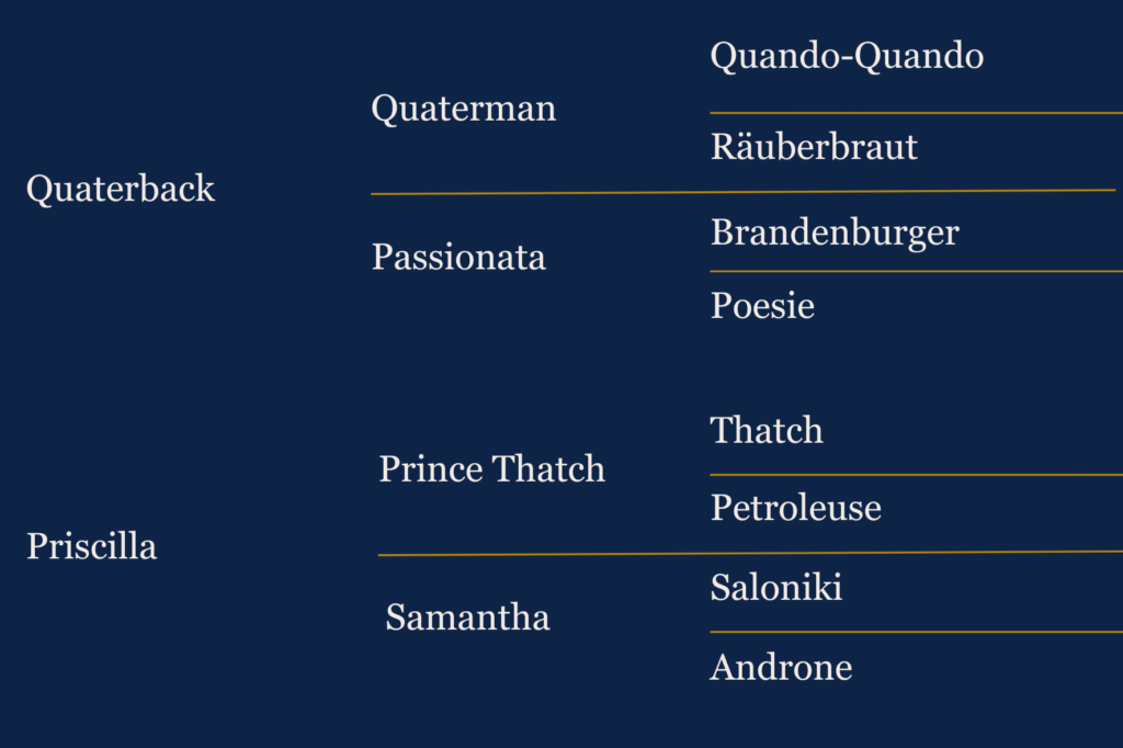 Généalogie de Qaruh, cheval de dressage à vendre