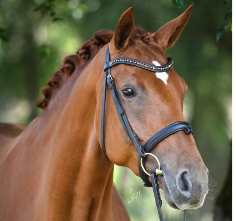 Lady Loxley, jument de dressage à vendre