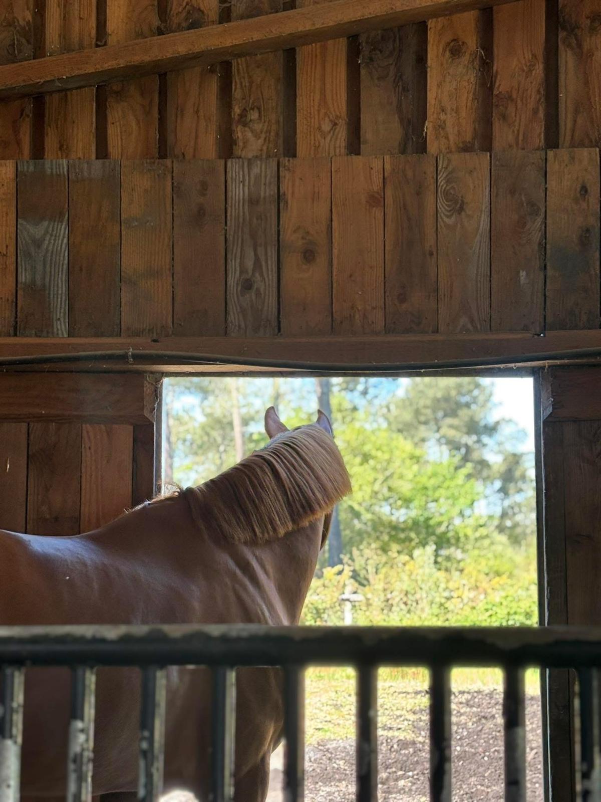 Cjheval au box avec accès à l'extérieur