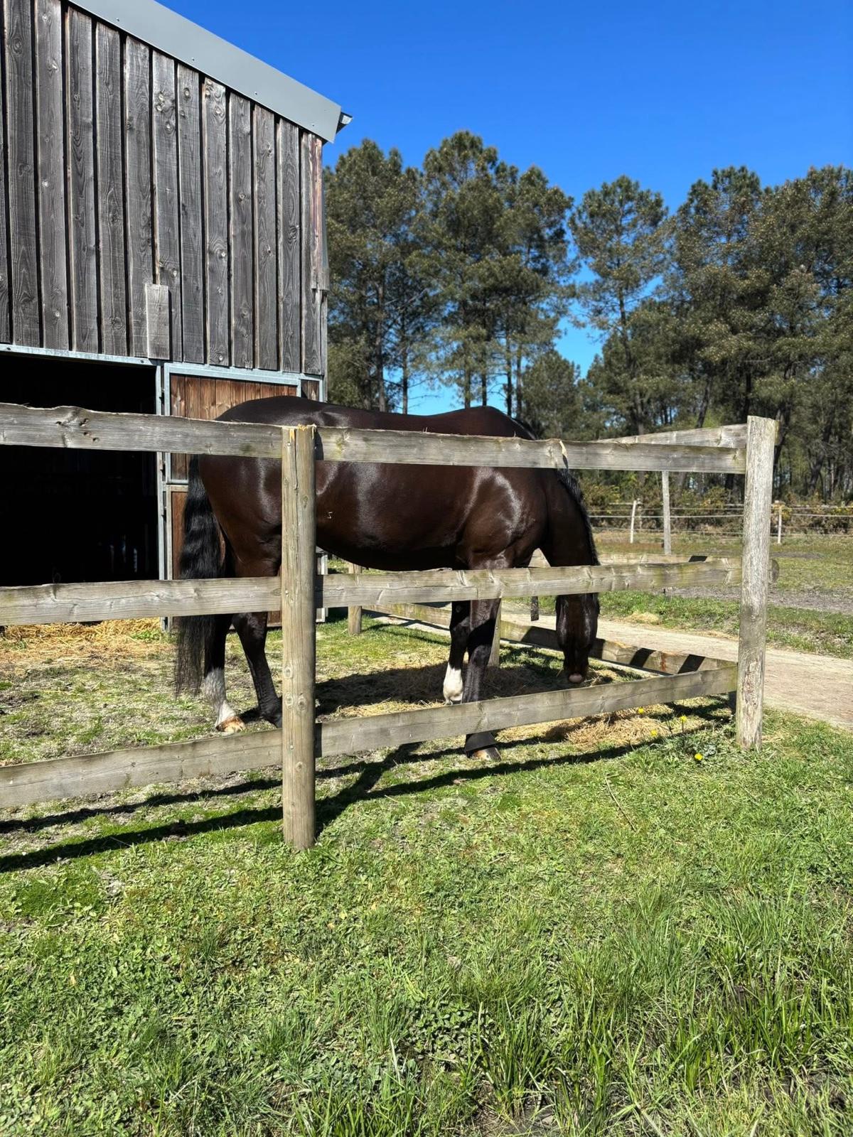 Cheval qui broute au haras de Piquès